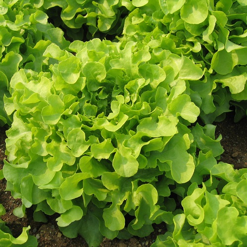 Lettuce Isira